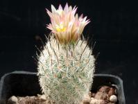 Thumbnail of 1469_Gymnocactus subterraneus zaragosae_20070415(1).jpg